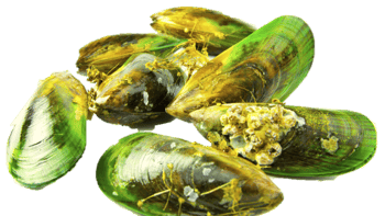 Green Lipped Mussels
