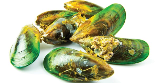 Green Lipped Mussel (GLM)