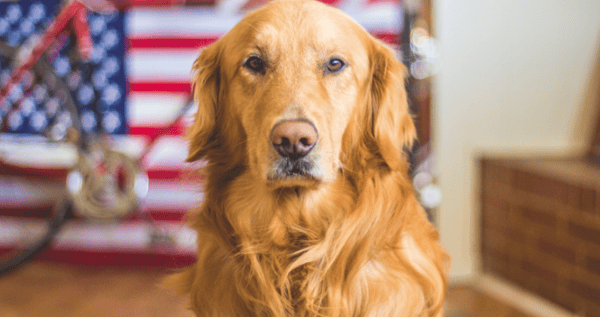 Golden Retriever