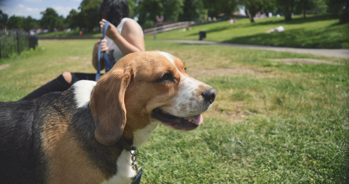 Beagle dog at the park