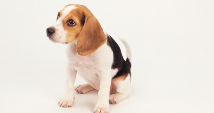 Beagle puppy