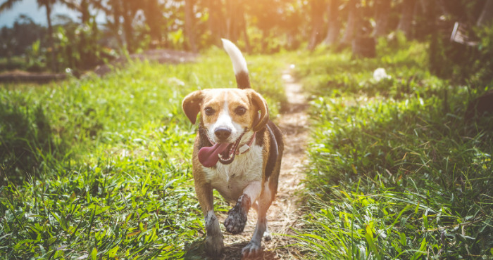 Beagle dog running
