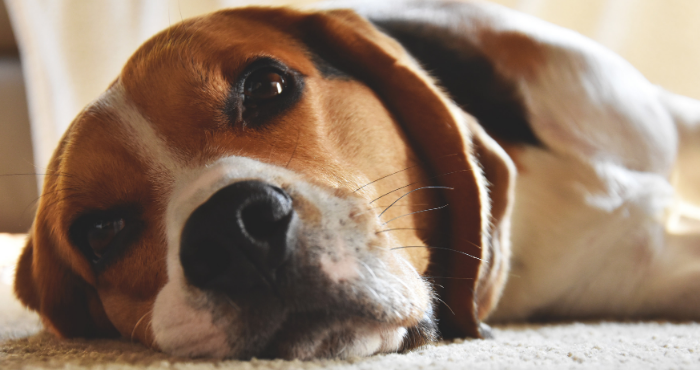 Beagle dog