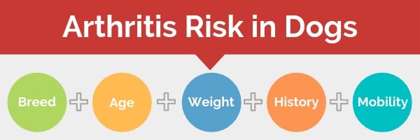 Arthritis Risk in Dogs: Breed + Age + Weight + History + Mobility