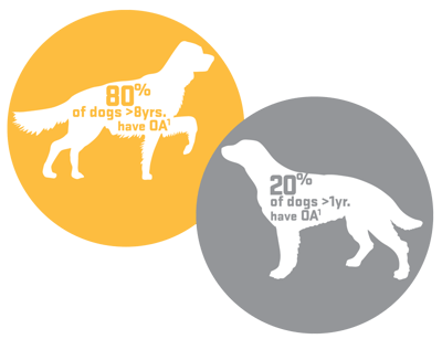 80% of dogs >8 years have arthritis