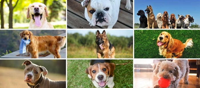 Dog breeds collage