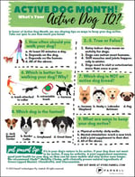 Check your Active Dog IQ with this Test