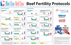 Beef Fertility Protocols - Blue Cow Red Cow