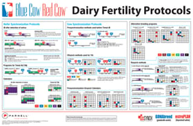 Blue Cow Red Cow Dairy Fertility Protocols Poster