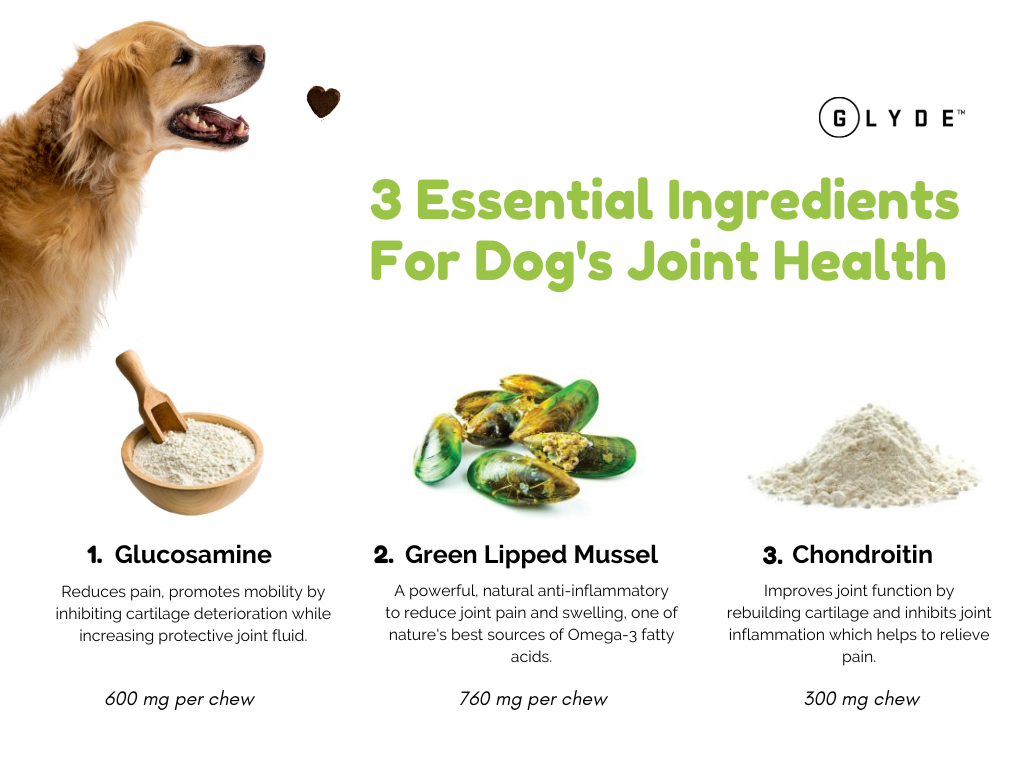 3 Essential Ingredients for Dog's Joint Health