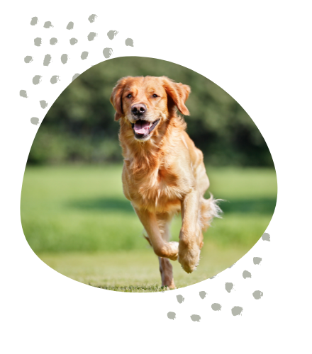Dogs run on Glyde!